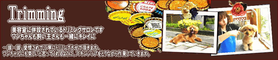 �g���~���O